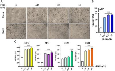 Pyruvate Dehydrogenase Contributes to Drug Resistance of Lung Cancer Cells Through Epithelial Mesenchymal Transition